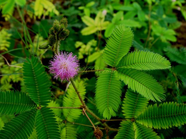  Leaf and flower head